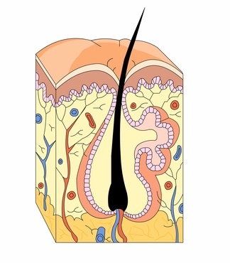 FREE hair removal esthetician questions to practice for the state board examination